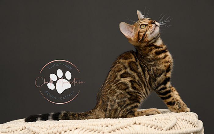 Dallas Texas Bengal kitten for sale